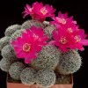 Sulcorebutia_cristata